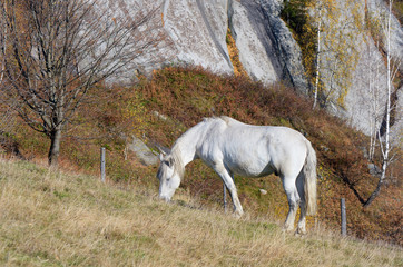 Obraz na płótnie Canvas Horse on pasture