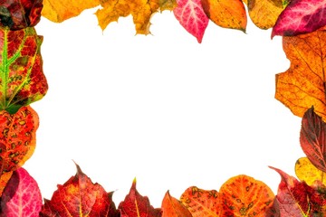 Autumn fall leaves with copy space on a white background
