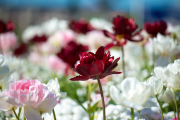 flowerbed with colorful flowers