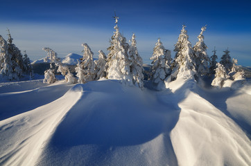 Winter in the mountain forest