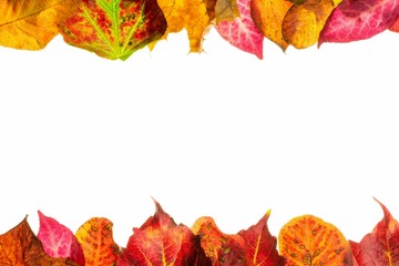 Autumn fall leaves with copy space on a white background
