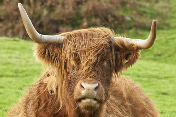 Head of a Highland Cow