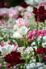 flowerbed along the lake of Geneva with multicolored flowers