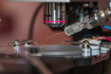 Electrophysiological setup to record neurons in brain samples
