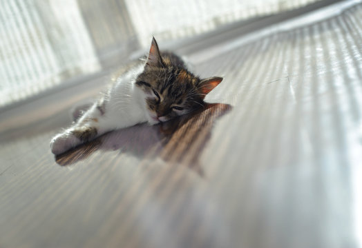 Cat Is Lying On Floor Heating