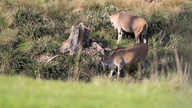 Eland Antelope grazing by river