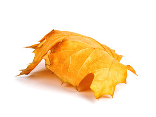 Naklejka premium Autumn maple branch with leaves isolated on a white background