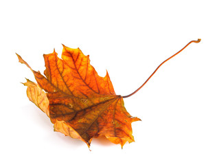 Autumn maple branch with leaves isolated on a white background
