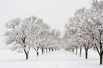 Tree lined road in a snow storm