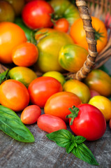 multicolored tomatoes on wooden background