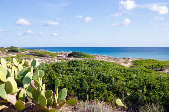 macchia mediterranea