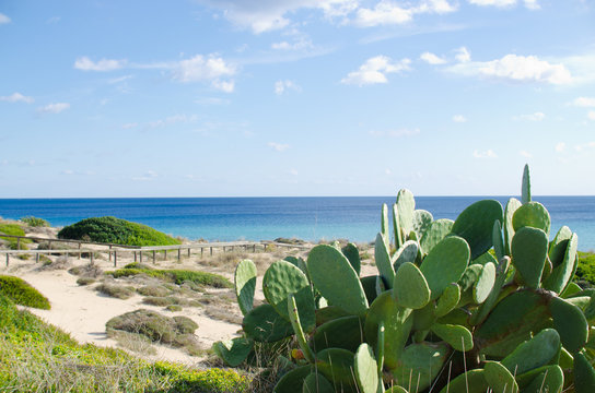 macchia mediterranea