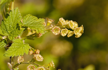 Fototapeta premium the blackcurrant flowers photographed by a close up. small depth of sharpness