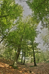 Forêt de Saint-Gobain dans l'Aisne