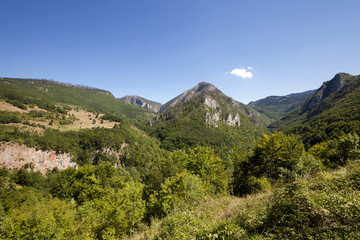 Fototapeta premium the mountains covered with various trees, other plants. Montenegro