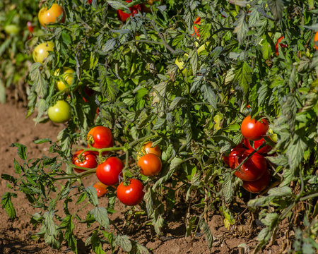 Row of tomato plants in the field