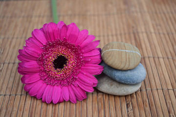 Drie Zen stenen op bamboe riet met roze Gerbera bloem