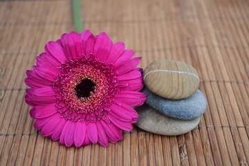 Foto auf Glas Drie Zen stenen op bamboe riet met roze Gerbera bloem © trinetuzun