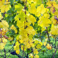 Grape leaves, close-up