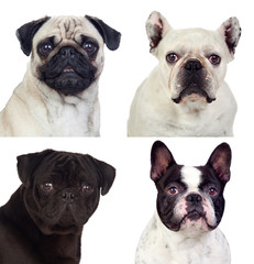 Four portraits pug dogs