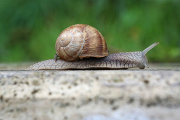 Roman Snail (Helix pomatia)