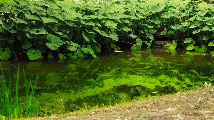 Water and green plants grass in park or garden outdoor