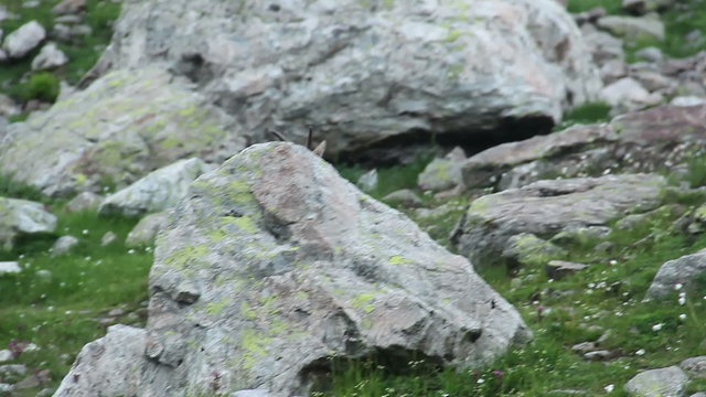 Brown mountain goat running up the hill, scared, wild animal