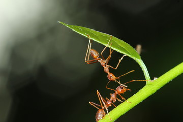 Ants