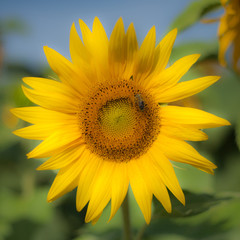Obraz premium Sunflower
