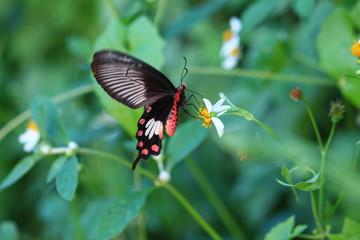 ิButterfly