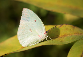 Colorful butterflies feeding on nectar from flowers