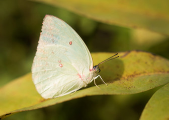 Colorful butterflies feeding on nectar from flowers