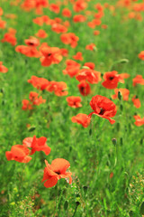 Beautiful poppy flowers in the field