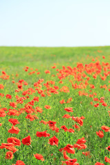 Beautiful poppy flowers in the field