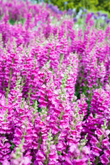 Field of pink snapdragon flowers