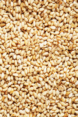 White sesame seeds background