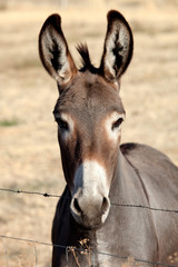 Funny donkey looking at camera