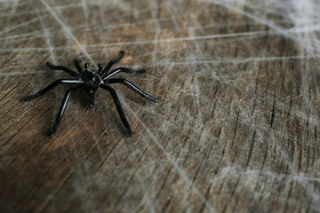 Cobweb with spider on wooden background