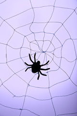 Spider on web. Halloween decoration concept