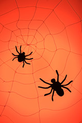 Spiders on web. Halloween decoration concept