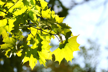 Beautiful tree leaves