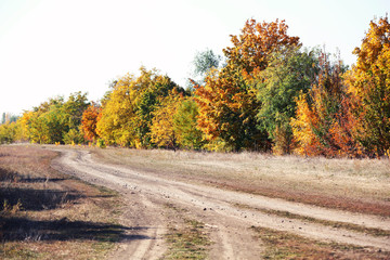 Road and beautiful autumn trees