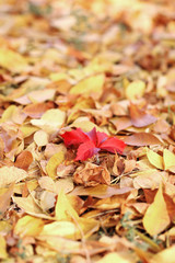 Beautiful autumn leaves