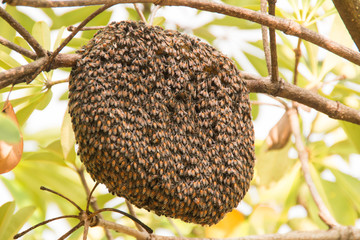 Beehive on tree