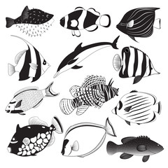 Naklejka premium Marine Fish Collection