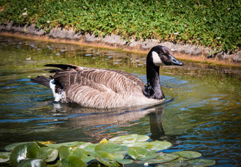 Canadian Goose Enjoys the Water