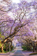 Fototapeta premium Blooming jacaranda trees lining the street in South Africa's cap