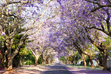 Met bomen omzoomde Jacaranda-straat in de hoofdstad van Zuid-Afrika