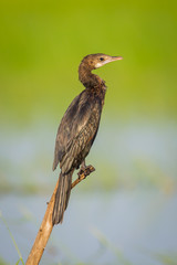 Portrait of Little cormorant (Microcarbo niger)