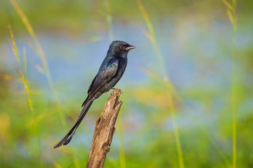 Portrait of Black Drongo(Dicrurus macrocercus)